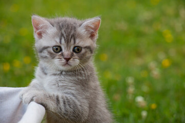 british striped fluffy kitten on green grass near a basket