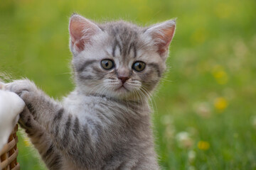 british striped gray fluffy kitten on green grass near a basket