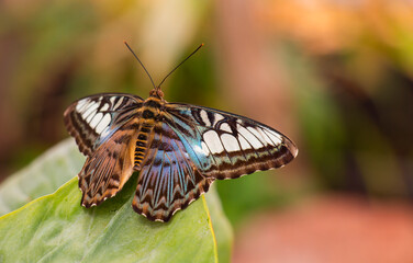 clipper butterfly with blue wings from philippines sitting on an orange in the tropics