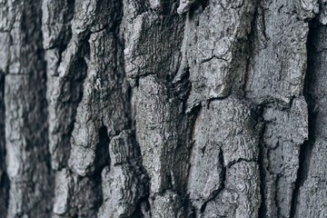 tree bark Close Up. texture and background