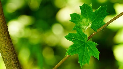 Liść klonu
Dolina Środkowej Wisły
Mazowsze
Polska