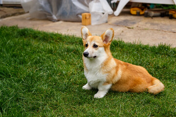 A red-haired dog with large ears of a corgi breed in the summer garden near the house on the green grass smiles. Summer. Dog. Corgi. Garden.