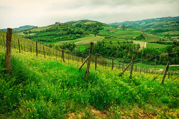 Fototapeta na wymiar Organic vineyard in Piedmont, Italy, toned