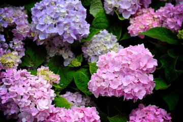 Hydrangea flowers at Liming Trail Garden of Taishan District, New Taipei, Taiwan.