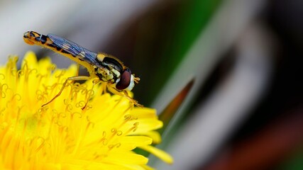 Bzyg 
Dolina Środkowej Wisły
Mazowsze
Polska