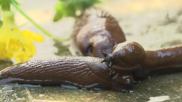 Slug overpopulation Attack in Europe by The horticultural pest Spanish roundback slug is opening its and Moves.scientific name Arion vulgaris Arion lusitanicus