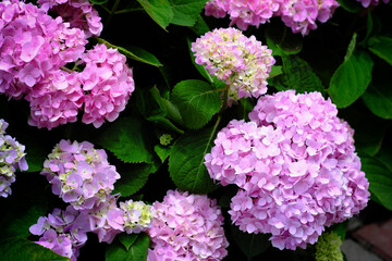 Hydrangea flowers at Liming Trail Garden of Taishan District, New Taipei, Taiwan.