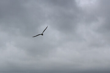 Seagull flying through the sky.