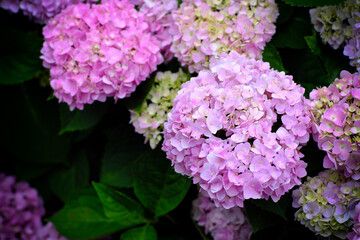 Hydrangea flowers at Liming Trail Garden of Taishan District, New Taipei, Taiwan.