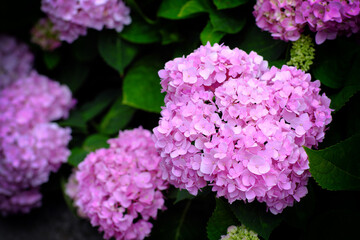 Hydrangea flowers at Liming Trail Garden of Taishan District, New Taipei, Taiwan.