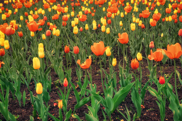 Field of tulips in the garden