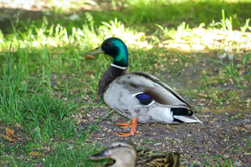 Portrait von jungen Stockenten an einem Teich.