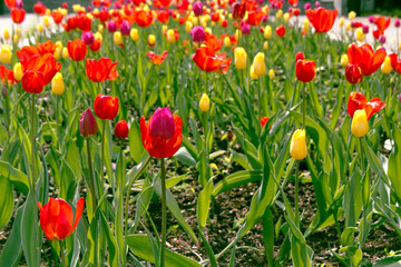 Field of tulips in the garden