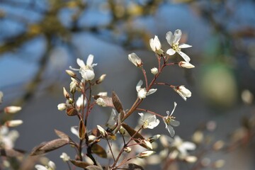 june berry flowers in Spring