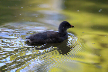 Eine Aufnahme einer Teichralle an einem Teich. Teichrallen werden auch Teichhühner genannt.