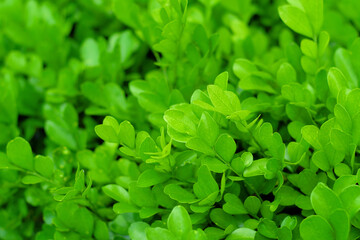 Fototapeta na wymiar Leaf Background Material, Fresh Green Background.