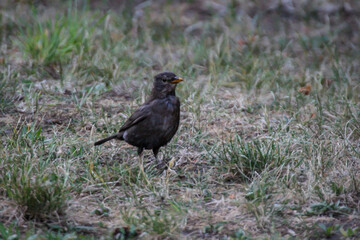 Obraz premium Nahaufnahme einer Amsel. Amseln sind Singvögel in Deutschland beheimatet.