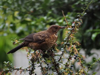 Young Blackbird