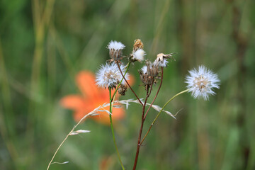 White summer wildflowers in grass