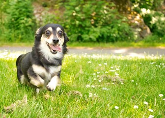 公園ではしゃぐ犬