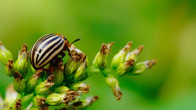 Stonka
Dolina Środkowej Wisły
Mazowsze
Polska