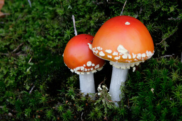 Fliegenpilze im Moos