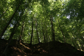 Fototapeta premium the sun shines in the dark fore