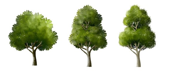 Fototapeta premium set of watercolor tree side view isolated on white background for landscape and architecture element