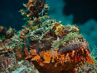 Tasseled Scorpionfish, Fransen Drachenkopf (Scorpaenopsis oxycephala)II