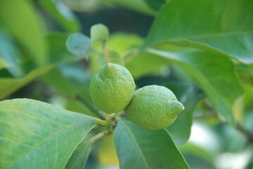 Lemons from the plant