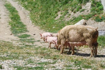 Obraz premium Some piglets looking for food