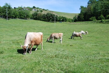 Naklejka na ściany i meble Cows grazing