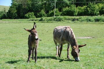 Donkeys grazing