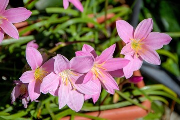 Naklejka premium Saffron flowers