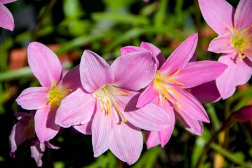 Saffron flowers