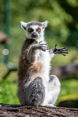 Lemur at Furuviks Zoo, Sweden