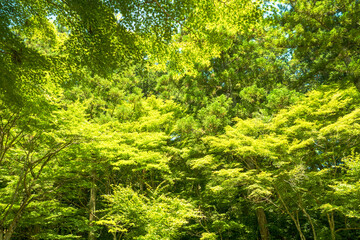 明るい緑の木の風景