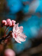 Pink Cherry Blossom Flower Blue Sky