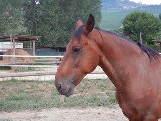 Horse in the fence of a farm