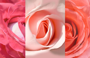 Collage of pink rose flowers closeup