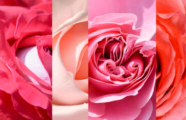 Collage of pink rose flowers closeup