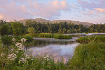 Summer morning on the river. Landscape with a river, a gentle blue morning sky, lush grass and white flowers.