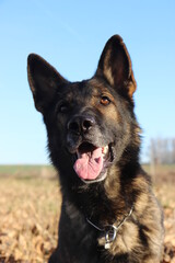 Deutscher Schäferhund reinrassig Portrait Kopf blauer Himmel Hintergrund schwarz braun grau Leistung Zucht Sporthund Sport Zunge Nase Schutzhund IGP 