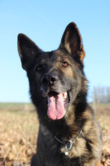 Deutscher Schäferhund reinrassig Portrait Kopf blauer Himmel Hintergrund schwarz braun grau Leistung Zucht Sporthund Sport Zunge Nase Schutzhund IGP 