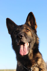 Deutscher Schäferhund reinrassig Portrait Kopf blauer Himmel Hintergrund schwarz braun grau Leistung Zucht Sporthund Sport Zunge Nase Schutzhund IGP 