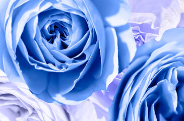 Blue rose flowers close up