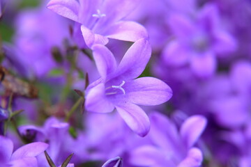Closeup on campanula glomerata purple clustered flowers