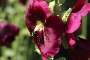 Bumblebee feeding on a flower of Alcea Rosea