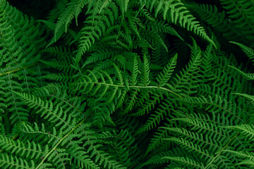 green fern leaves