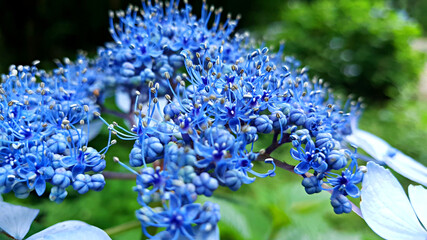 한국 제주도 한라산에 자생하는 야생 수국 